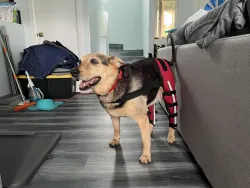 Hinged Dog Double Leg Brace review Verna Hutt