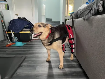Hinged Dog Double Leg Brace review 