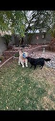 Dog Tug of War Interactive Toy review Hermosa Stone