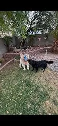 Dog Tug of War Interactive Toy review  Hermosa Stone