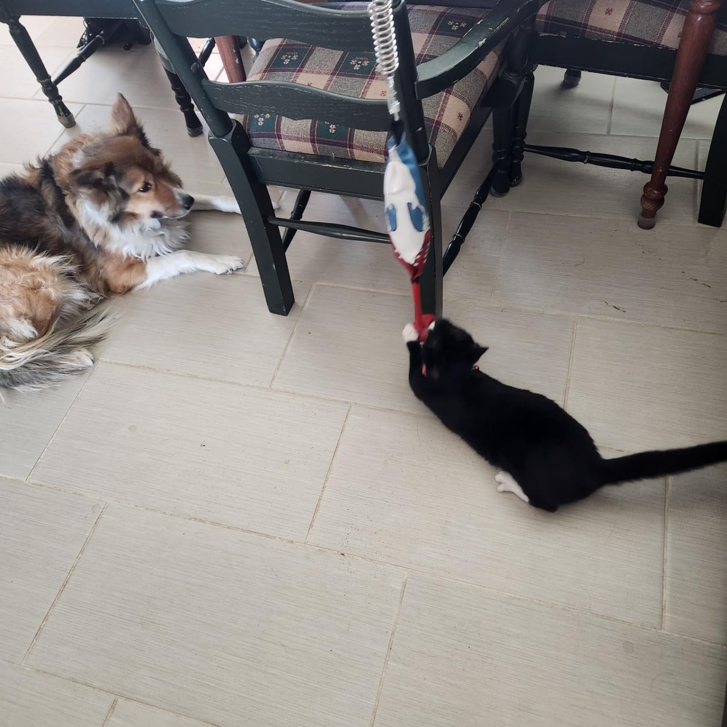 Dog Tug of War Interactive Toy review Xenia Pullan