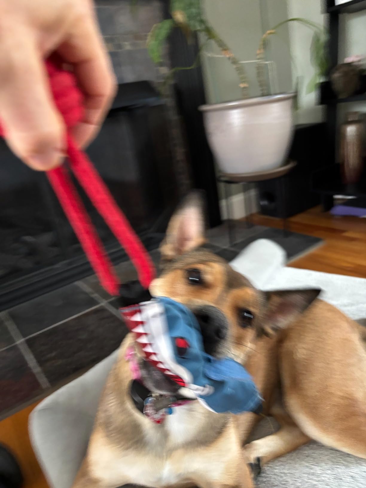 Dog Tug of War Interactive Toy review Antonio Maurice