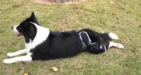 Dog Four-Legged Universal Arthritis Knee Brace review 0