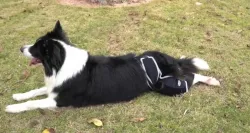 Dog Four-Legged Universal Arthritis Knee Brace review Stacey Wells