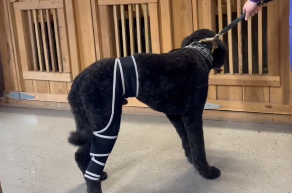 Dog Four-Legged Universal Arthritis Knee Brace review Alma Billy