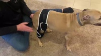 Dog Four-Legged Universal Arthritis Knee Brace review Leo Wood