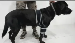 Dog Four-Legged Universal Arthritis Knee Brace review Jesse Bunyan