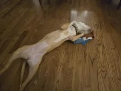 Dog Tug of War Interactive Toy review Daniel Nora 01