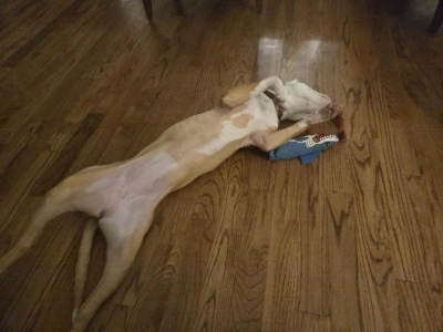 Dog Tug of War Interactive Toy review 