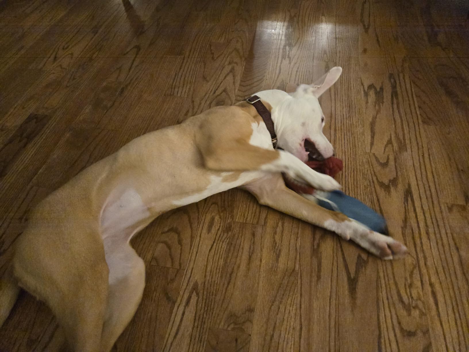 Dog Tug of War Interactive Toy review Daniel Nora 02