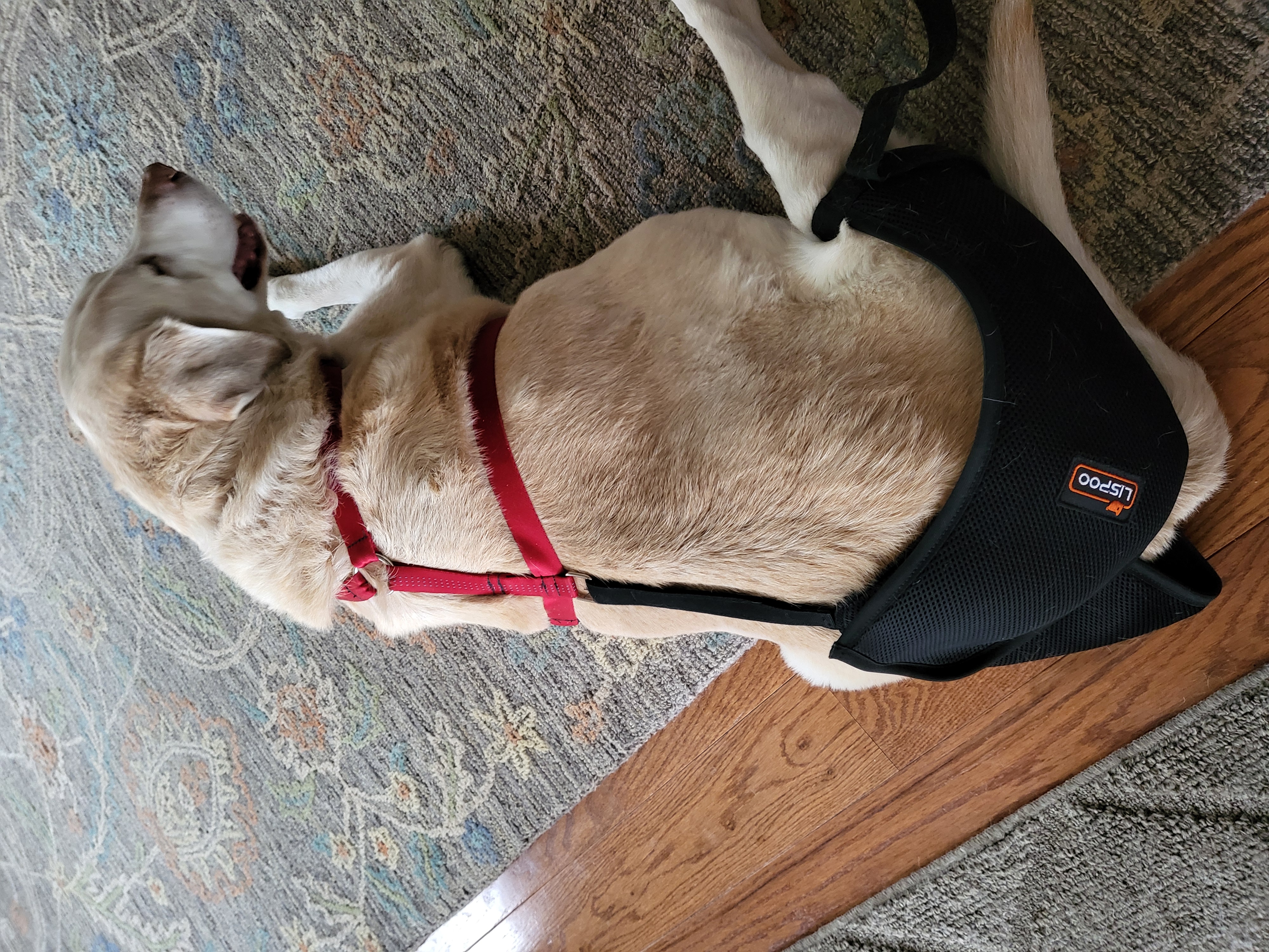 Dog Hip Dysplasia Brace review Kitty Masefield