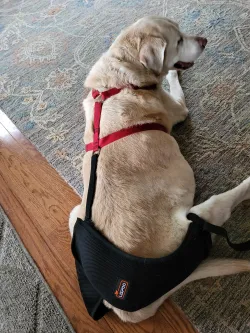 Dog Hip Dysplasia Brace review Kitty Masefield