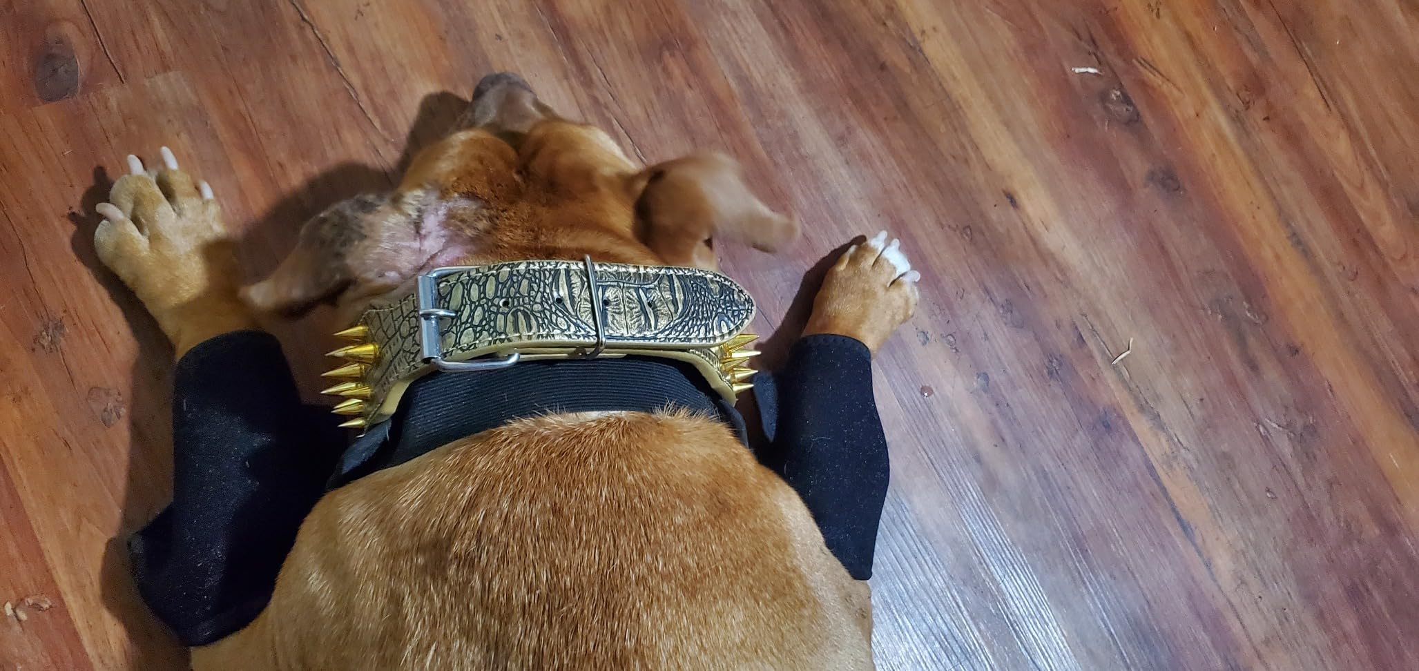 Dog Double Elbow Brace review Deirdre Julia