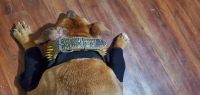 Dog Double Elbow Brace review 0