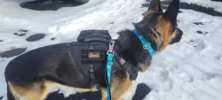 Tactical Harness for Dogs for Outdoor Sports review Wallis Toynbee