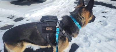 Tactical Harness for Dogs for Outdoor Sports review 