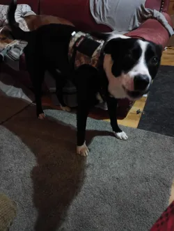 Tactical Harness for Dogs for Outdoor Sports review Dinah Guy