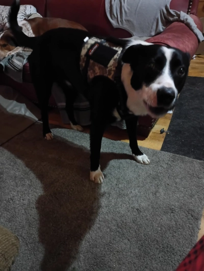 Tactical Harness for Dogs for Outdoor Sports review 