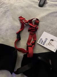 Dog Hip Dysplasia Brace review 1