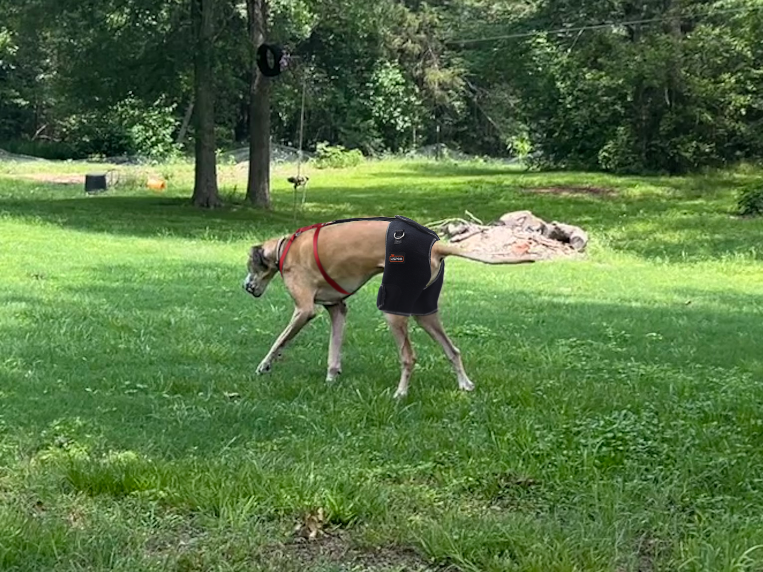 Dog Hip Dysplasia Brace review Ruth Tobias