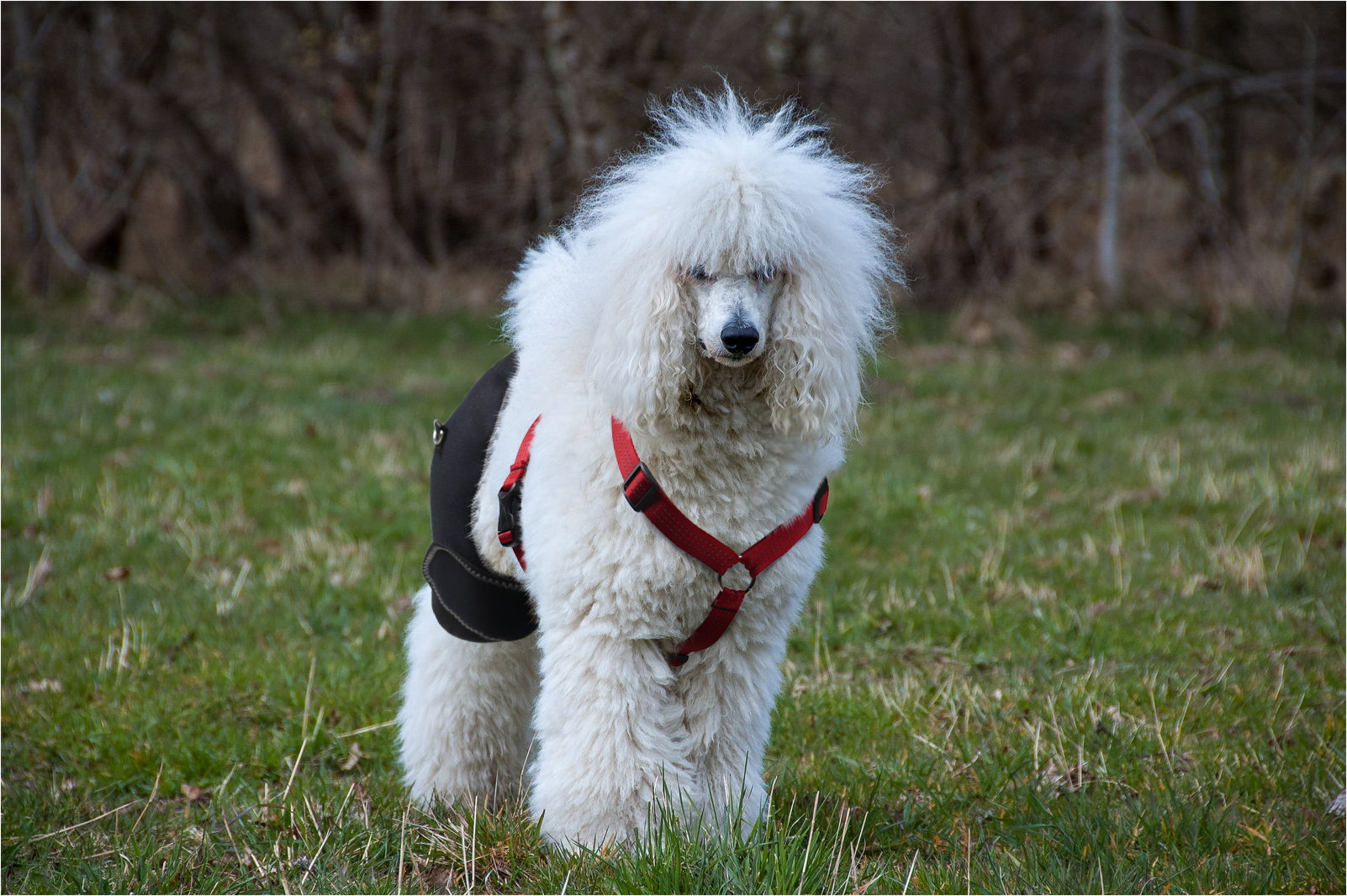 Dog Hip Dysplasia Brace review Hogan Dutt