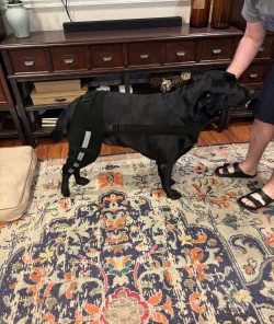 Hinged Dog Double Leg Brace review  Cornelius Mary