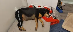 Hinged Dog Double Leg Brace review Rae Galsworthy