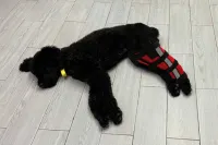 Hinged Dog Leg Brace review 0