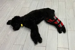 Hinged Dog Leg Brace review Duke Ramsden
