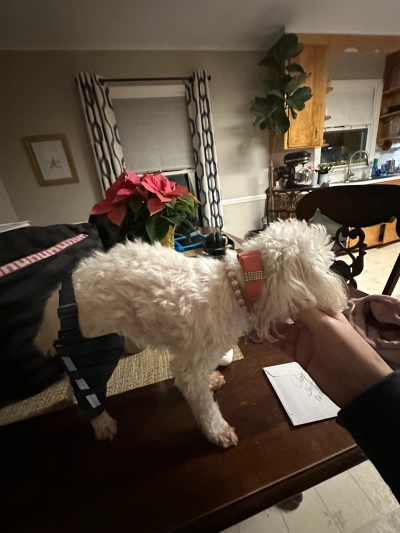 Hinged Dog Leg Brace review 