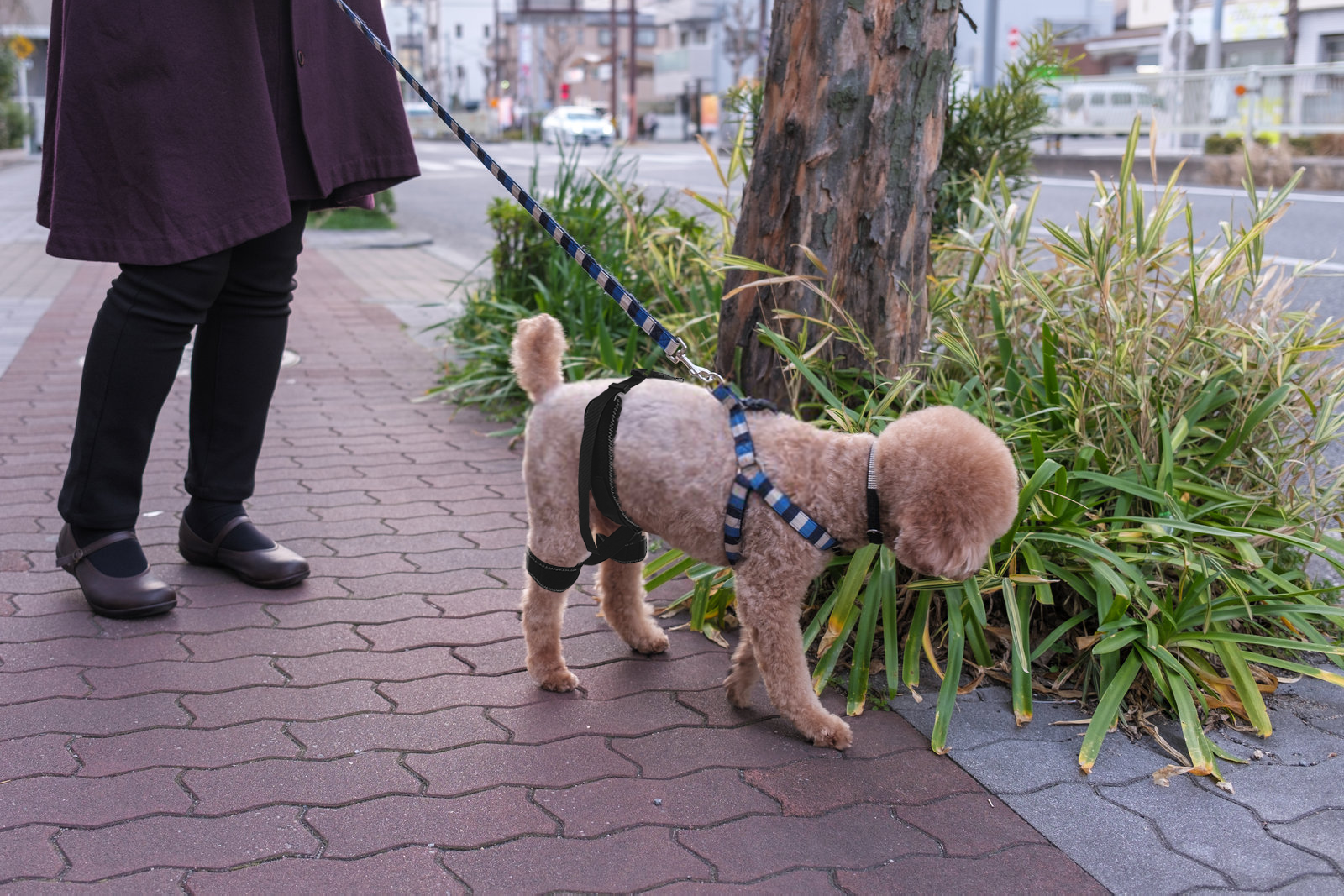 Dog Hip Brace for Hind Leg review Alvis Palmer