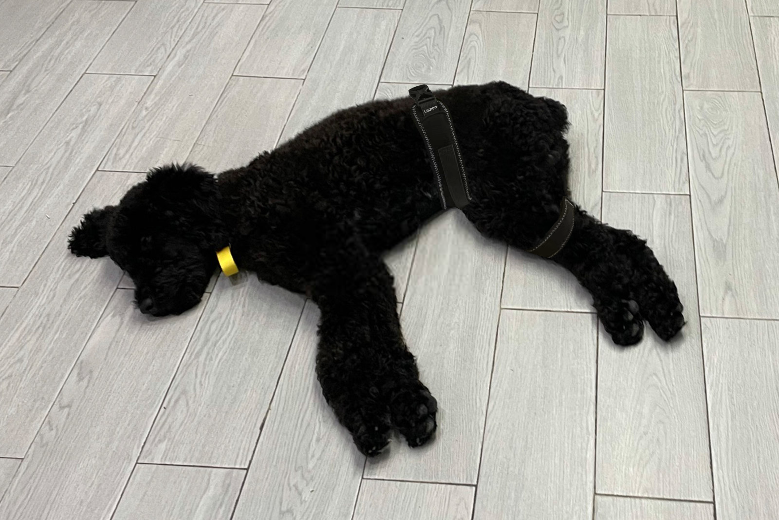 Dog Hip Brace for Hind Leg review Doreen Frank