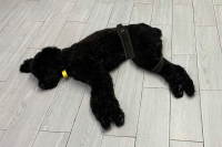 Dog Hip Brace for Hind Leg review 0