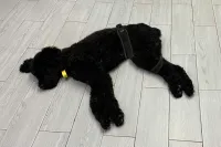 Dog Hip Brace for Hind Leg review 0
