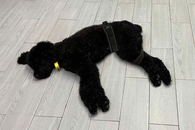 Dog Hip Brace for Hind Leg review 