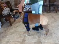 Hinged Dog Shoulder Support Brace review 0