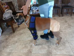 Hinged Dog Shoulder Support Brace review Mike Haywood