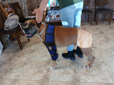 Hinged Dog Shoulder Support Brace review 