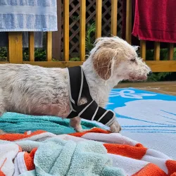 Dog Four-Legged Universal Arthritis Knee Brace review Blake O'Casey