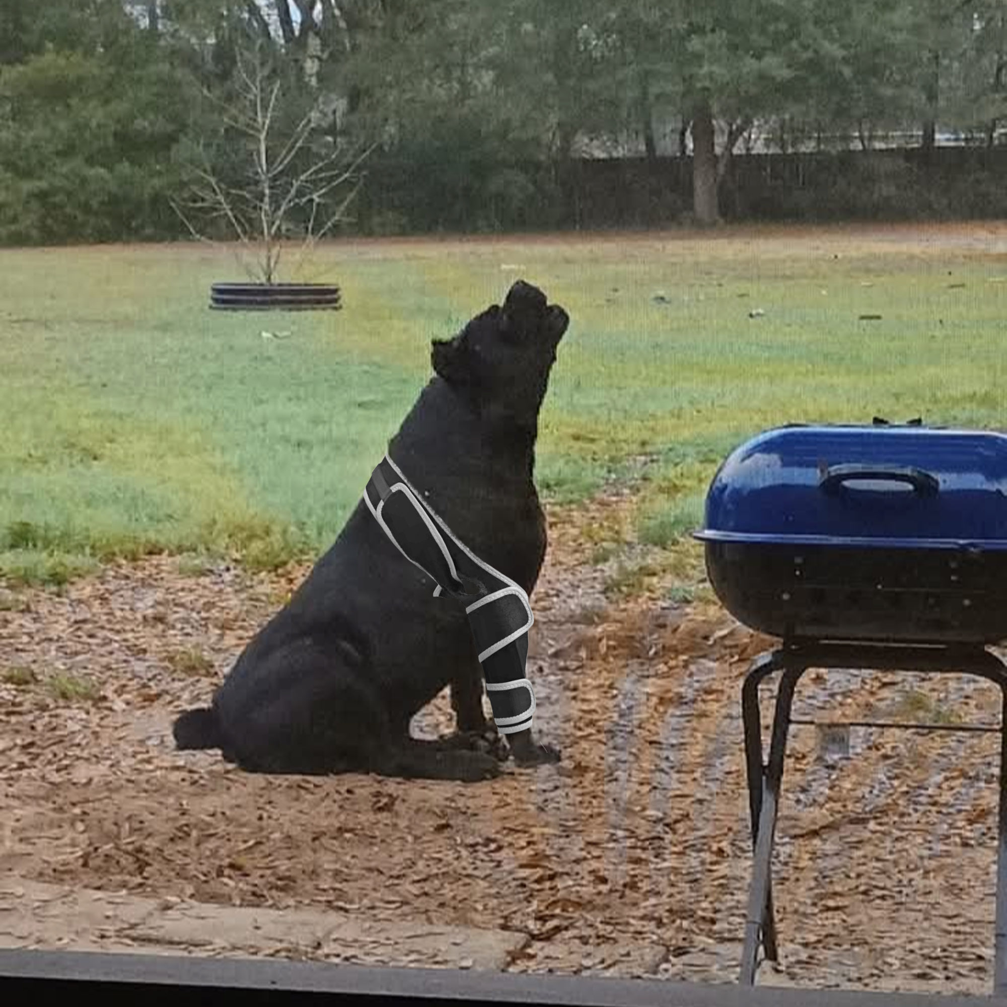 Dog Four-Legged Universal Arthritis Knee Brace review Constance Bloomer