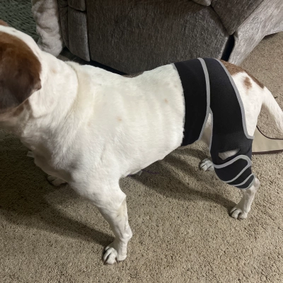 Dog Four-Legged Universal Arthritis Knee Brace review 