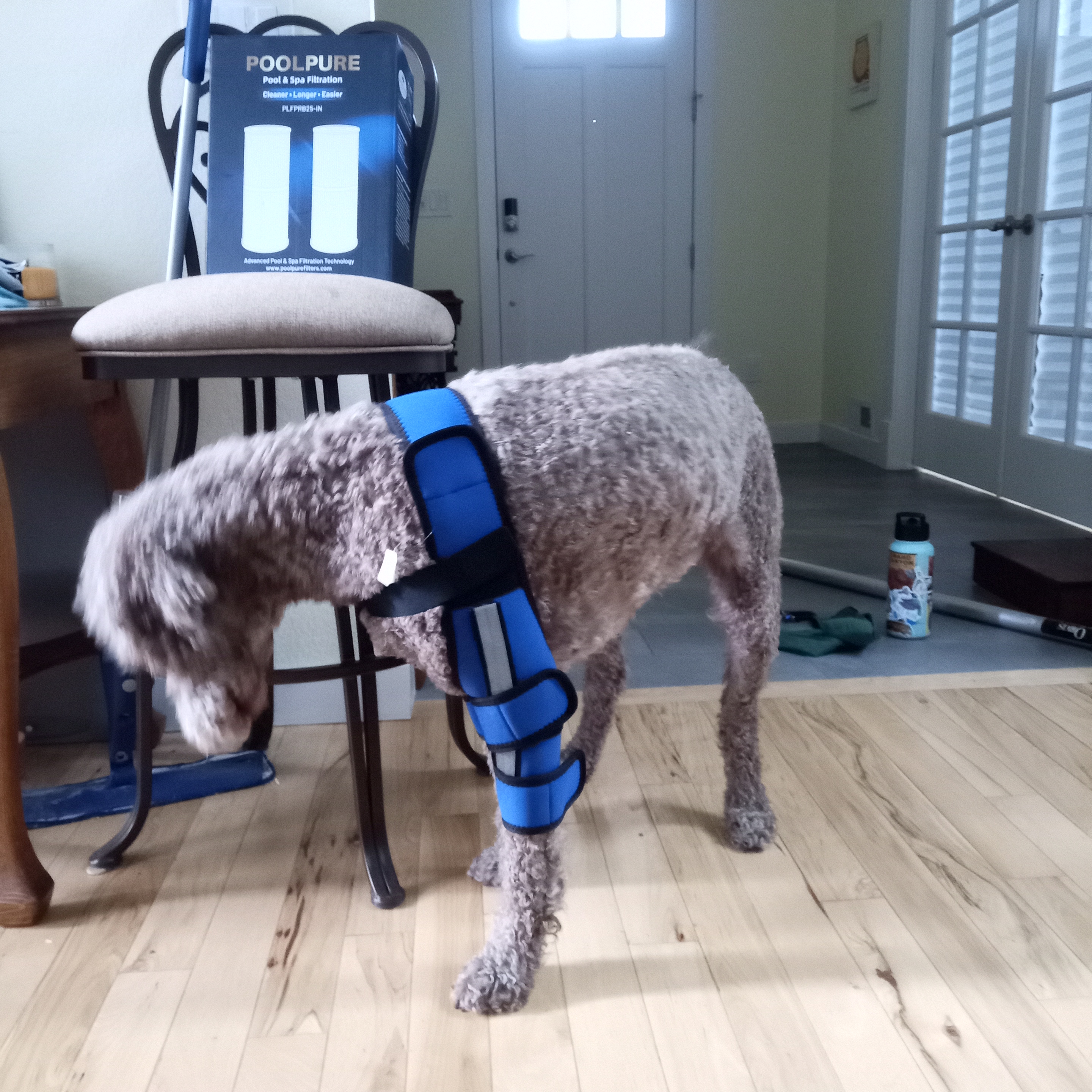 Hinged Dog Shoulder Support Brace review Pearl Watt 01