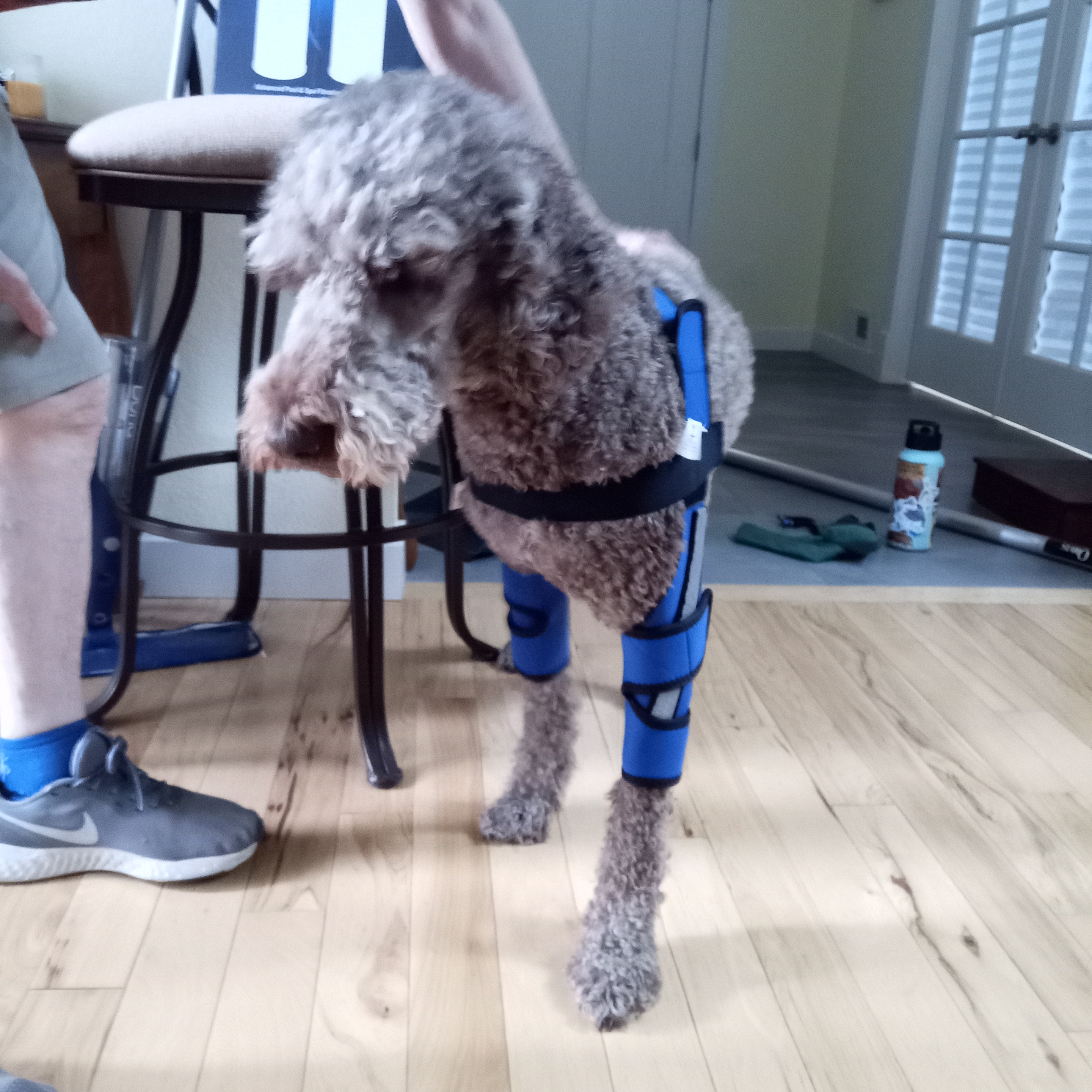 Hinged Dog Shoulder Support Brace review Pearl Watt 02