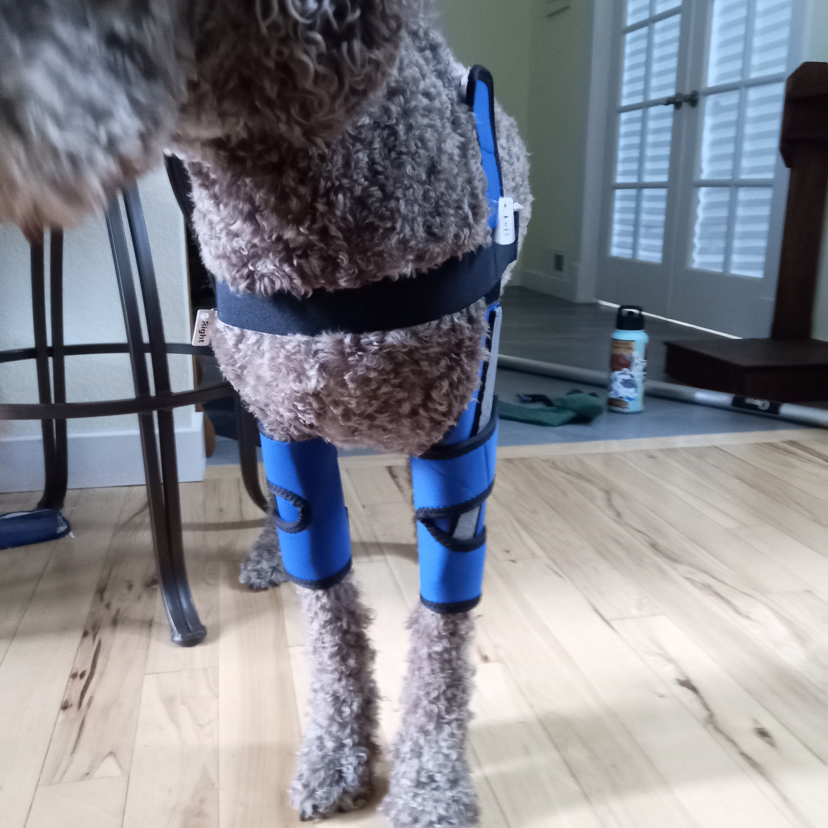 Hinged Dog Shoulder Support Brace review Pearl Watt 03