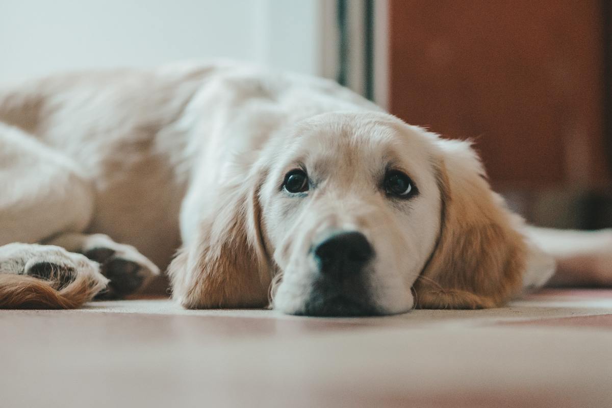 Is My Dog Ready for a Wheelchair?