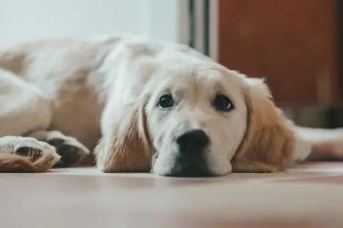 Is My Dog Ready for a Wheelchair?