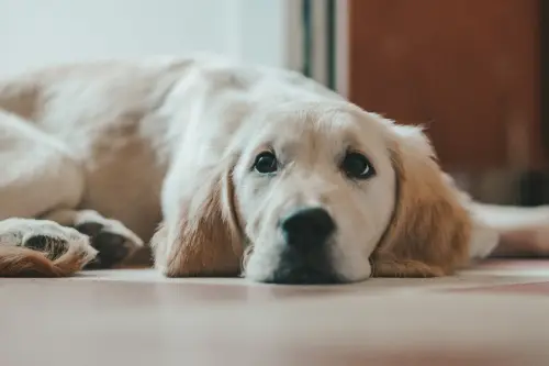 Is My Dog Ready for a Wheelchair?
