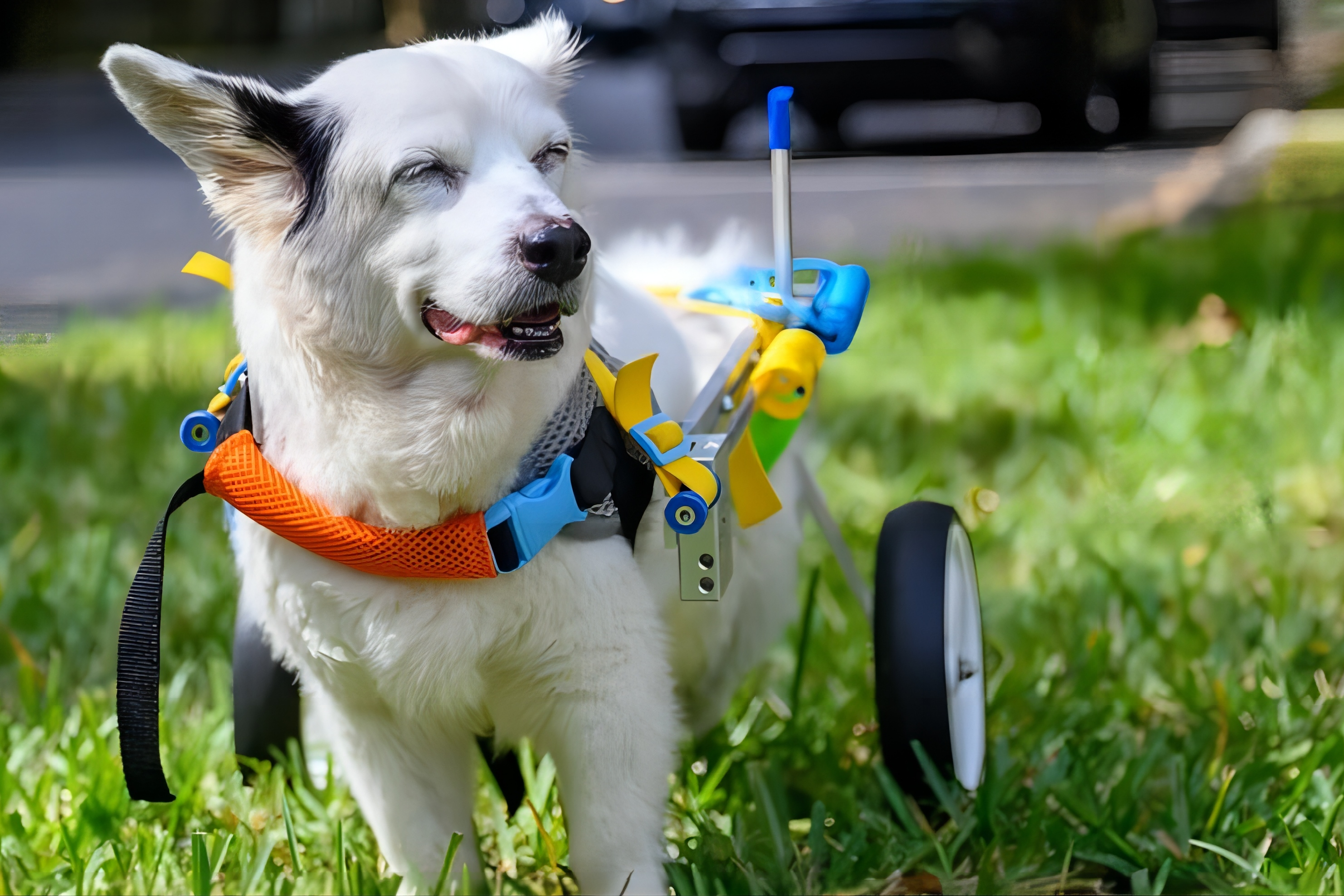 The Advantages of a Small Dog Wheelchair