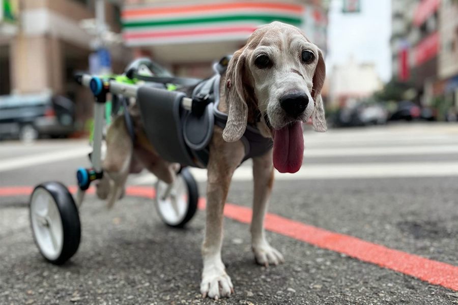 How to Choose the Best Dog Wheelchair