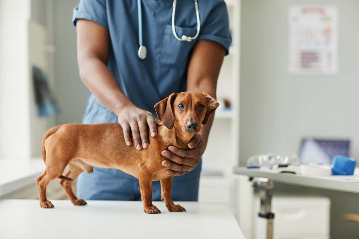 All About IVDD in Dogs